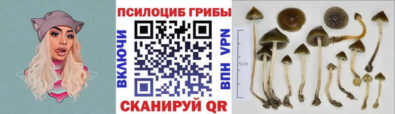 Галлюциногенные грибы Psilocybe  Подольск 